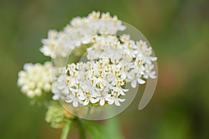 White Swamp milkweed Asclepias incarnata Ice Ballet, white flowers photo